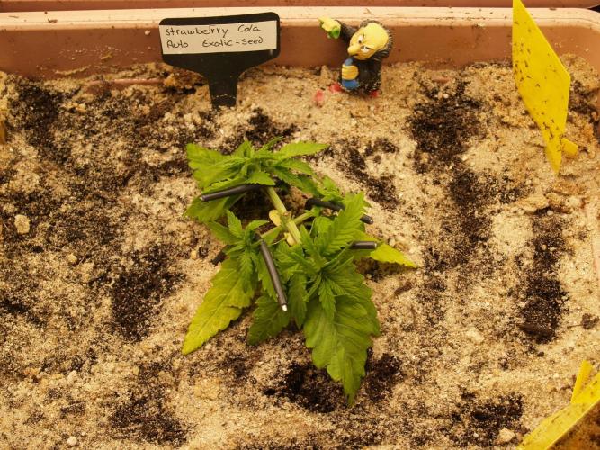 Strawberry Cola Auto Winter Grow 2026. Week 3 - Tag 22