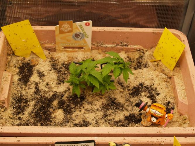 Apple Fritter Auto Winter Grow 2026. Week 3 - Tag 22