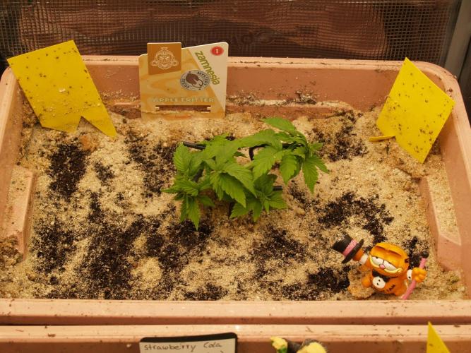 Apple Fritter Auto Winter Grow 2026. Week 3 - Tag 22