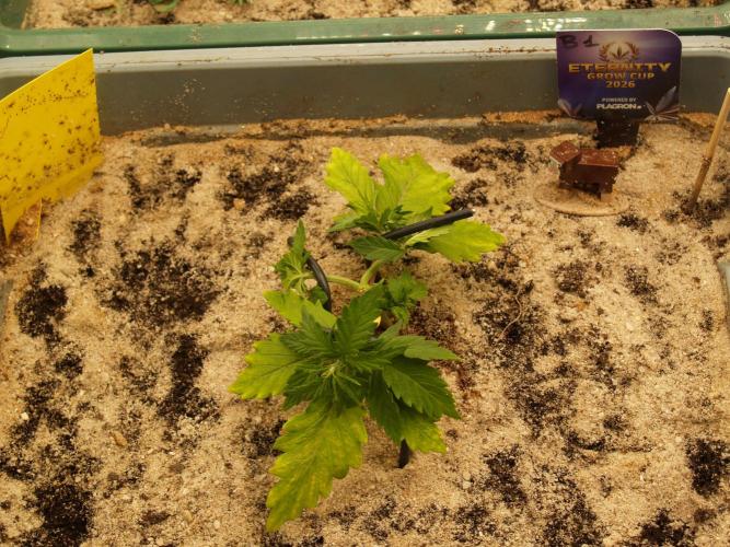 Eternity Cup 2026 Sticky Broccoli Auto. Week 3 - Tag 22 B1