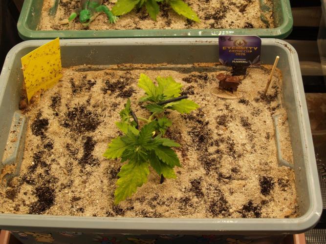 Eternity Cup 2026 Sticky Broccoli Auto. Week 3 - Tag 22 B1