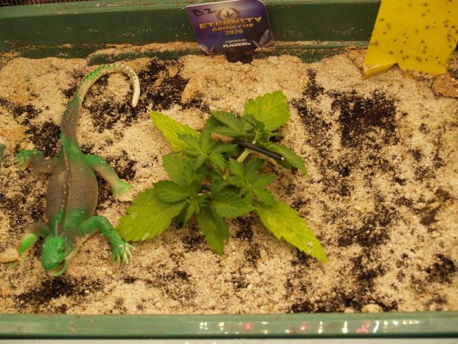 Eternity Cup 2026 Sticky Broccoli Auto. Week 3 - Tag 22 B2