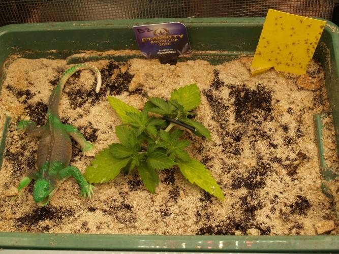 Eternity Cup 2026 Sticky Broccoli Auto. Week 3 - Tag 22 B2