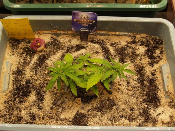 Eternity Cup 2026 Sticky Broccoli Auto. Week 3 - Tag 22 B3