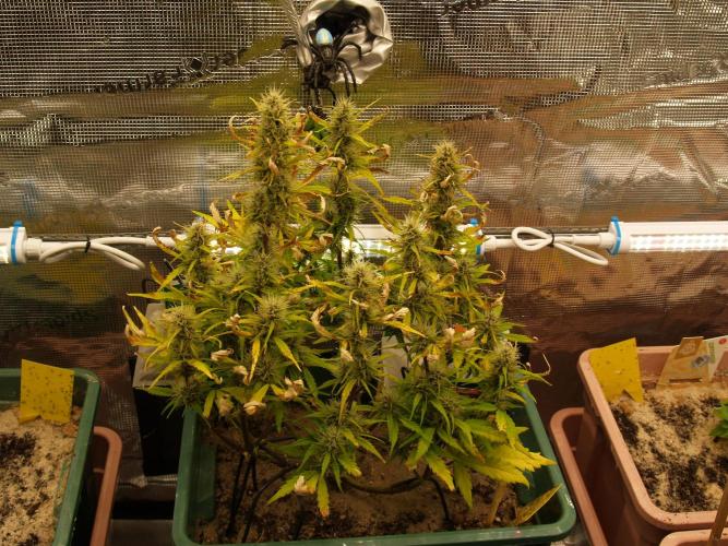 White Truffle Indoor 2025. Week 7 - Tag 54