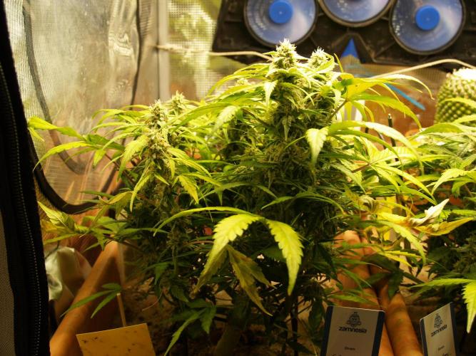 Godfeather OG F1 #3. Week 9 - Tag 60