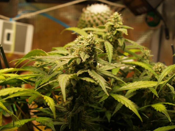 Godfeather OG F1 #1. Week 8 - Tag 59