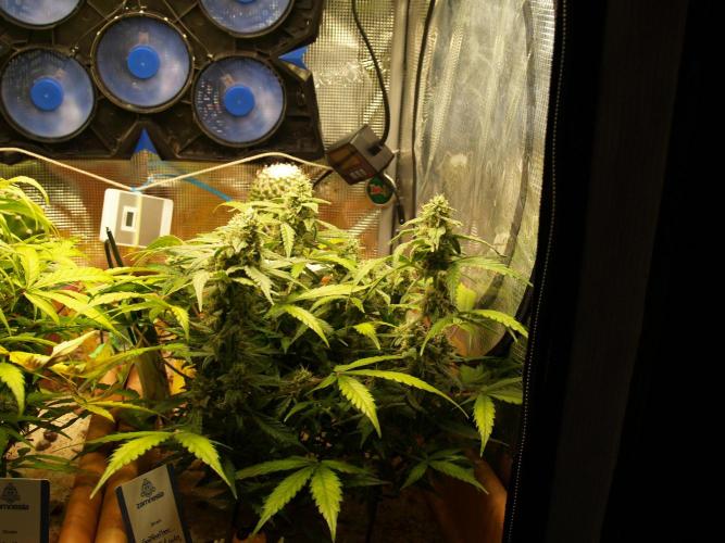 Godfeather OG F1 #1. Week 8 - Tag 59