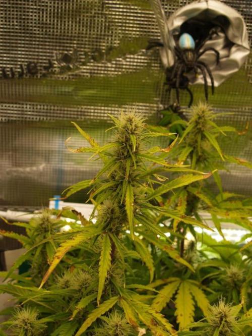 All_our_small_plants