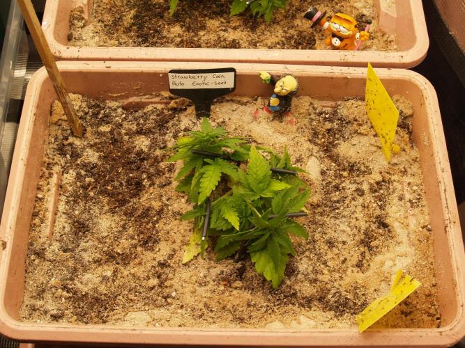 Strawberry Cola Auto Winter Grow 2026. Week 3 - Tag 26