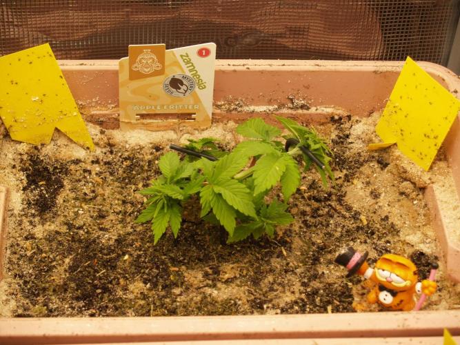 Apple Fritter Auto Winter Grow 2026. Week 3 - Tag 24 