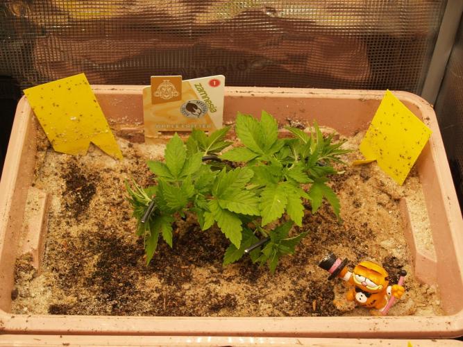 Apple Fritter Auto Winter Grow 2026. Week 3 - Tag 26