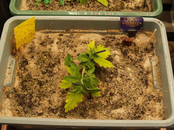 Eternity Cup 2026 Sticky Broccoli Auto. Week 3 - Tag 24 B1