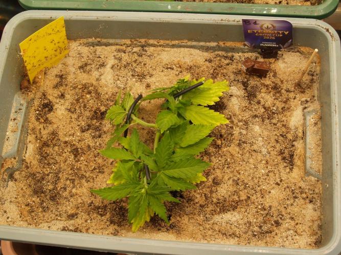 Eternity Cup 2026 Sticky Broccoli Auto. Week 3 - Tag 26 B1