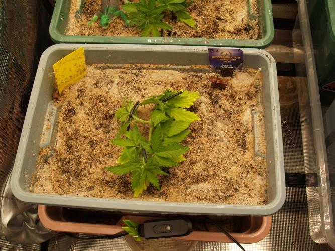 Eternity Cup 2026 Sticky Broccoli Auto. Week 3 - Tag 26 B1