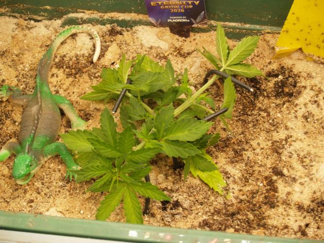 Eternity Cup 2026 Sticky Broccoli Auto. Week 3 - Tag 26 B2