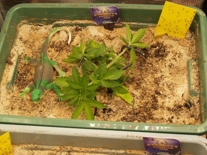 Eternity Cup 2026 Sticky Broccoli Auto. Week 3 - Tag 26 B2