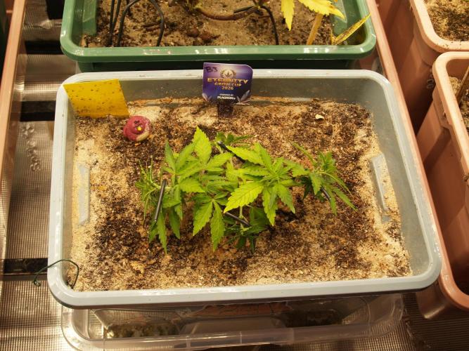 Eternity Cup 2026 Sticky Broccoli Auto. Week 3 - Tag 26 B3