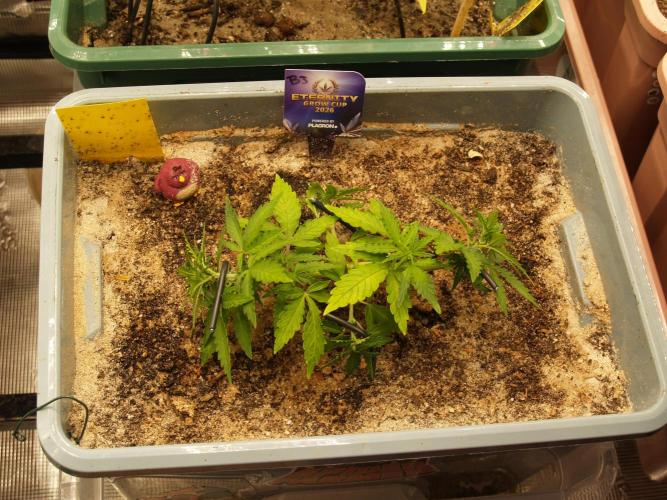 Eternity Cup 2026 Sticky Broccoli Auto. Week 3 - Tag 26 B3