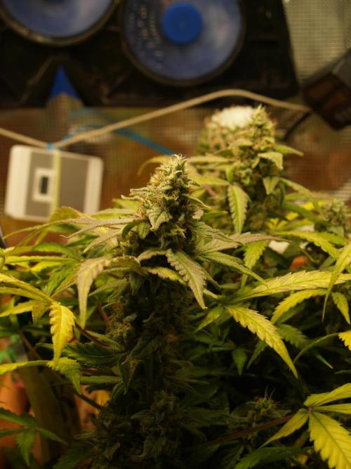 Godfeather OG F1 #1. Week 9 - Tag 64