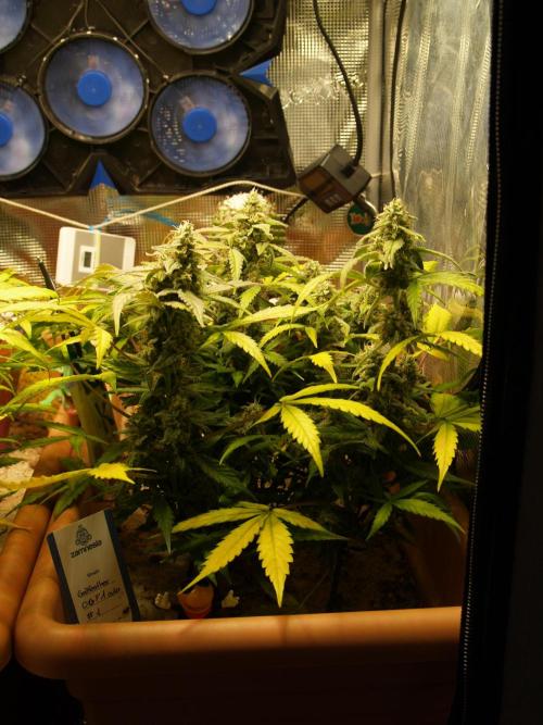 Godfeather OG F1 #1. Week 9 - Tag 64