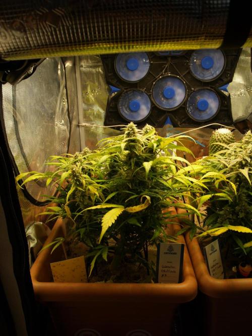 Godfeather OG F1 #3. Week 9 - Tag 65