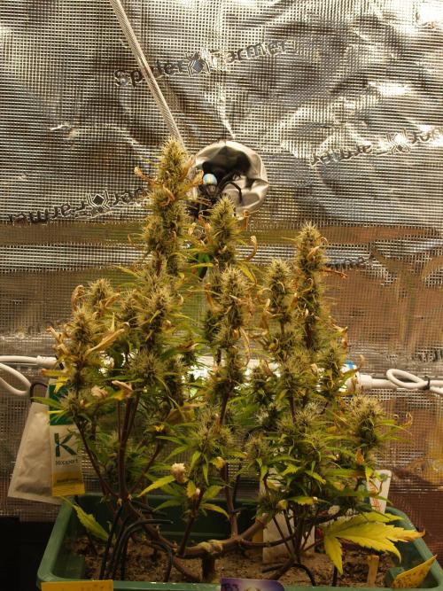 White Truffle Indoor 2025. Week 7 - Tag 56