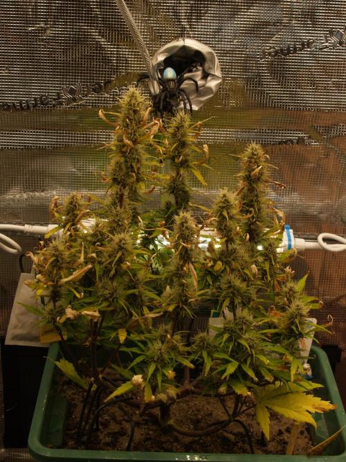 White Truffle Indoor 2025. Week 7 - Tag 56