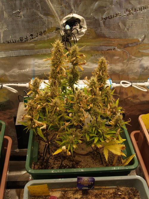 White Truffle Indoor 2025. Week 8 - Tag 58