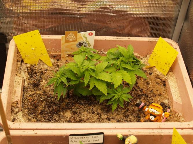 Apple Fritter Auto Winter Grow 2026. Week 4 - Tag 29