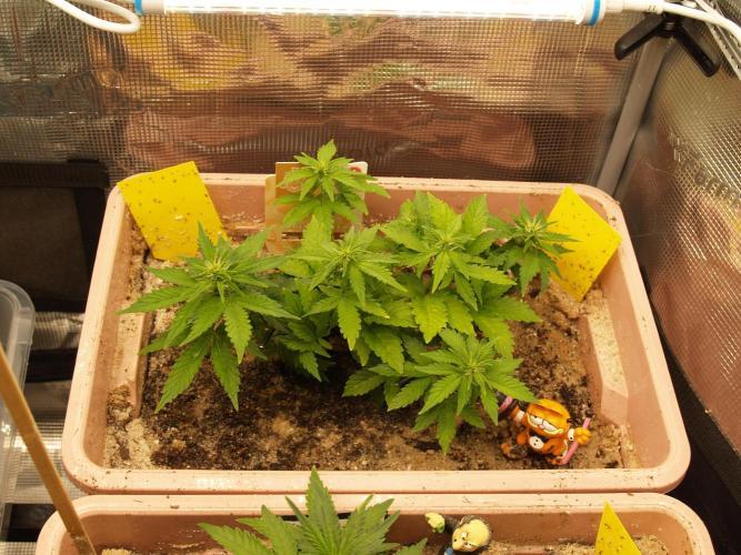 Apple Fritter Auto Winter Grow 2026. Week 4 - Tag 29