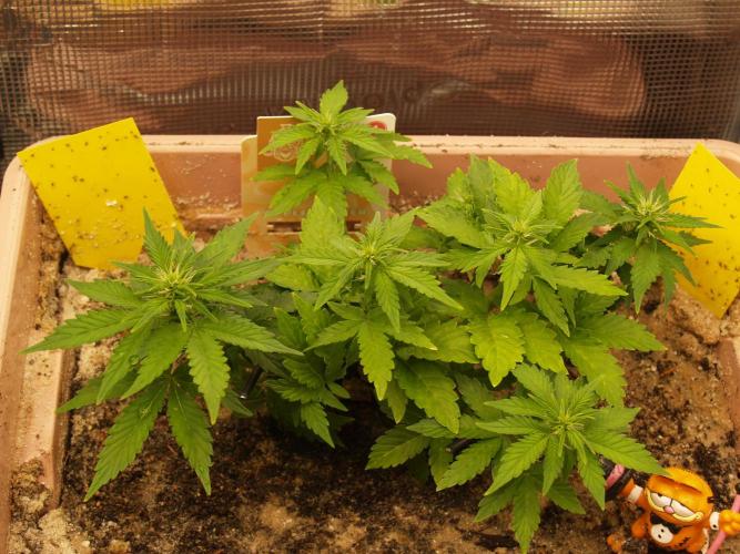 Apple Fritter Auto Winter Grow 2026. Week 4 - Tag 32