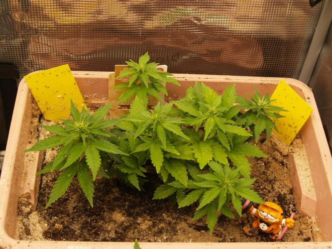 Apple Fritter Auto Winter Grow 2026. Week 4 - Tag 32