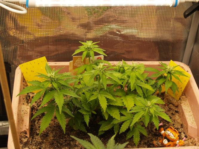 Apple Fritter Auto Winter Grow 2026. Week 4 - Tag 34