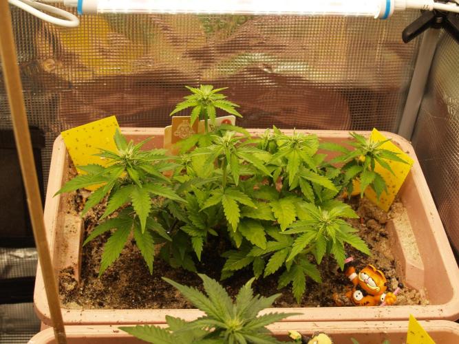 Apple Fritter Auto Winter Grow 2026. Week 4 - Tag 34