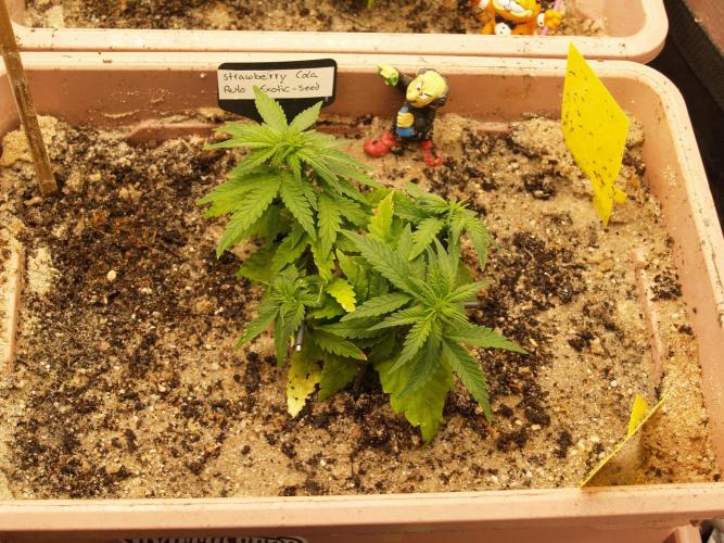 Strawberry Cola Auto Winter Grow 2026. Week 4 - Tag 29