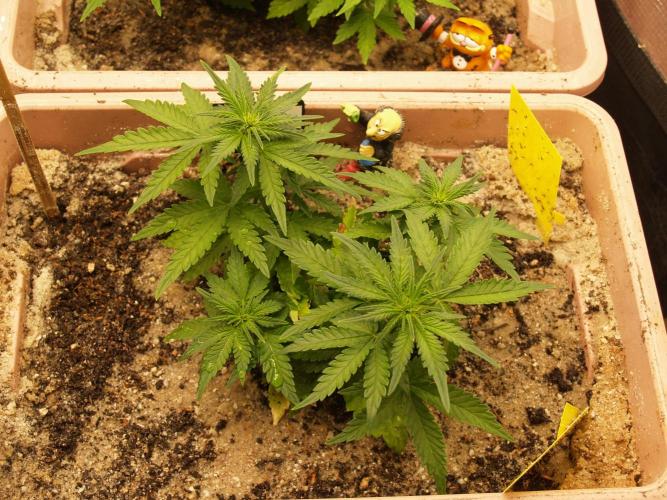 Strawberry Cola Auto Winter Grow 2026. Week 4 - Tag 29