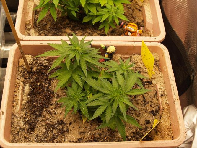 Strawberry Cola Auto Winter Grow 2026. Week 4 - Tag 32