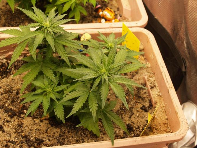 Strawberry Cola Auto Winter Grow 2026. Week 4 - Tag 34