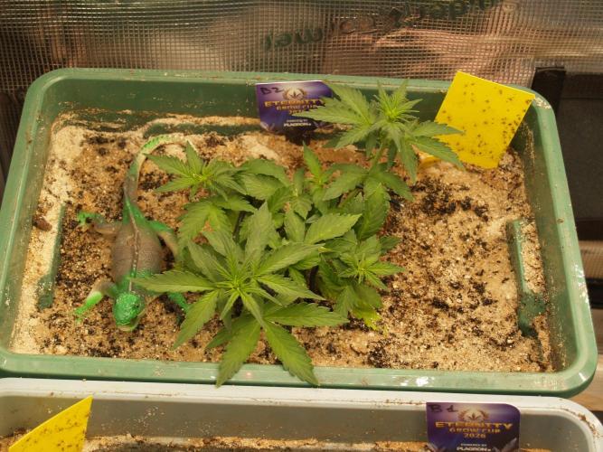 Eternity Cup 2026 Sticky Broccoli Auto. Week 4 - Tag 29 B2