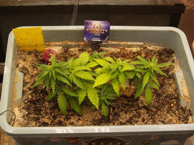 Eternity Cup 2026 Sticky Broccoli Auto. Week 4 - Tag 29 B3