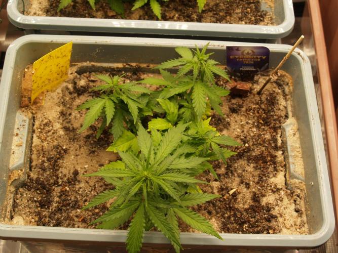 Eternity Cup 2026 Sticky Broccoli Auto. Week 4 - Tag 32 B1