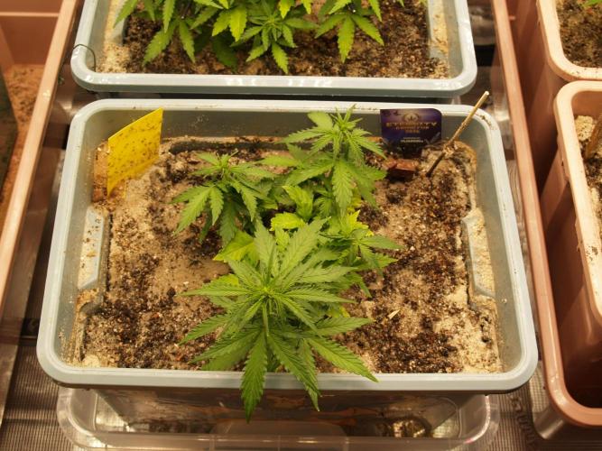 Eternity Cup 2026 Sticky Broccoli Auto. Week 4 - Tag 32 B1