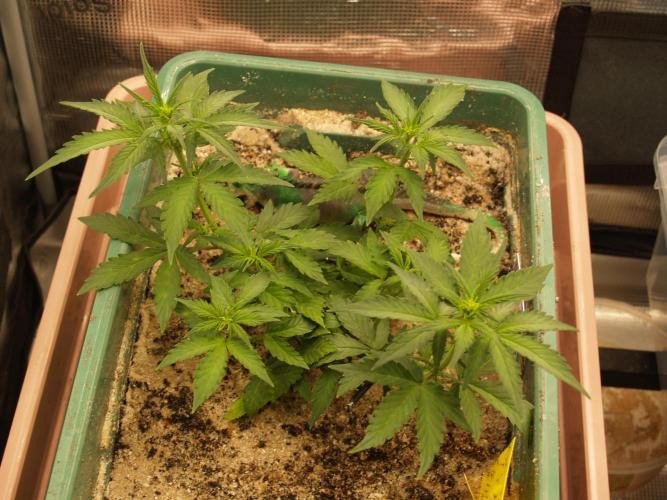 Eternity Cup 2026 Sticky Broccoli Auto. Week 4 - Tag 32 B2