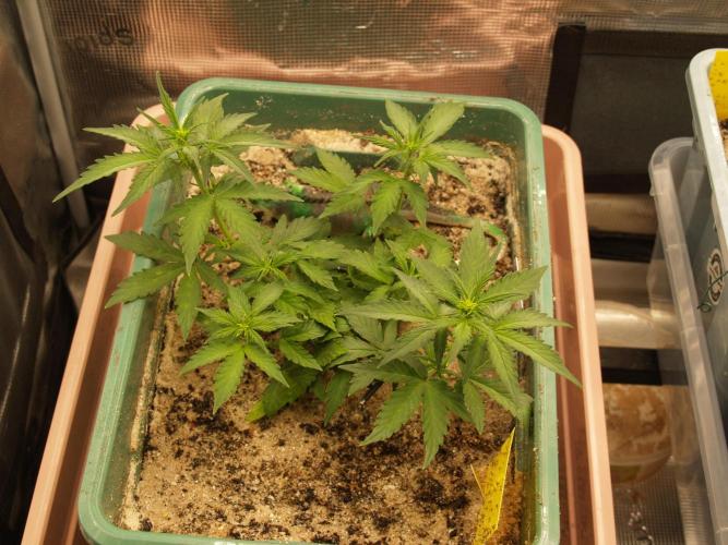 Eternity Cup 2026 Sticky Broccoli Auto. Week 4 - Tag 32 B2