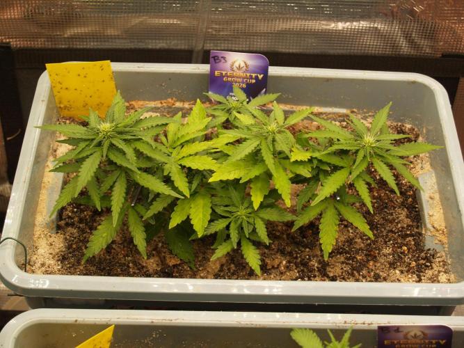 Eternity Cup 2026 Sticky Broccoli Auto. Week 4 - Tag 32 B3