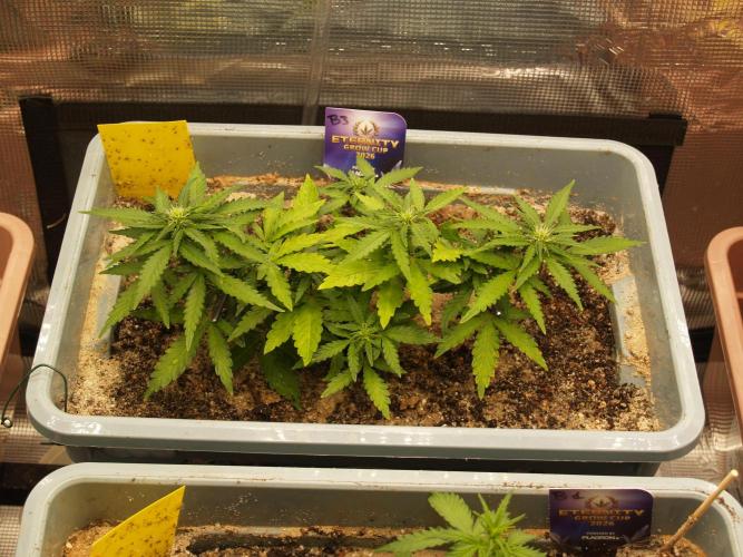 Eternity Cup 2026 Sticky Broccoli Auto. Week 4 - Tag 32 B3