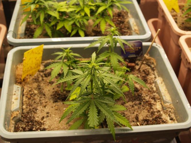 Eternity Cup 2026 Sticky Broccoli Auto. Week 4 - Tag 34 B1