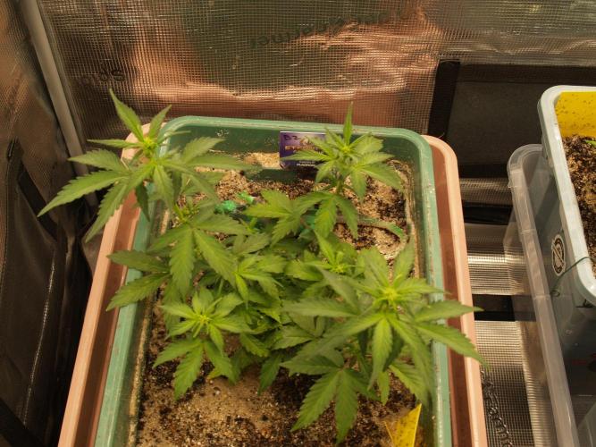 Eternity Cup 2026 Sticky Broccoli Auto. Week 4 - Tag 34 B2