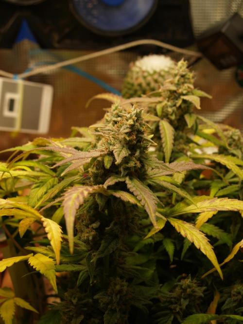 Godfeather OG F1 #1. Week 9 - Tag 68